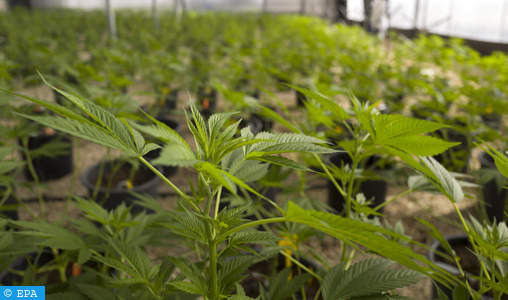CA - Cannabis médical: le revenu net annuel pourrait atteindre les 110.000 DH/Ha