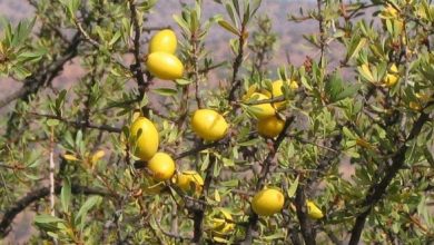 argan 0 390x220 - L'Algérie vise les 200.000 arganiers pour rivaliser avec le Maroc
