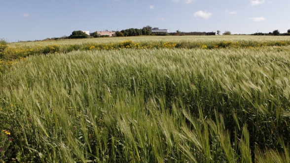 format web mg 6638 - Agriculture: pour les céréales, une récolte exceptionnelle de 98 millions de quintaux en 2021, en hausse de 206%