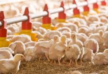 volaille 220x150 - Volaille: une pénurie d’aliments composés qui risque de faire flamber les prix