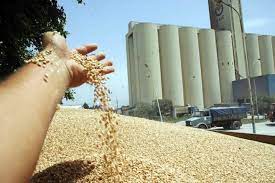 afrique - Afrique du Nord : la consommation de blé pourrait grimper à 47,8 millions de tonnes en 2021/2022 (USDA)