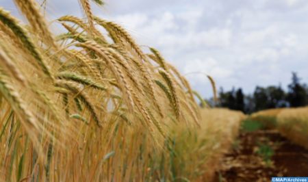 cereales 1 - Campagne céréalière 2020-2021: Une "très bonne" récolte de 103,2 Mqx (ministère)