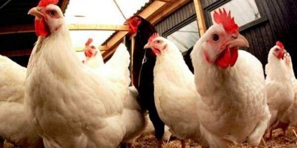 volaille 1 - Les chercheurs s'inquiètent de la contamination microbienne des viandes de volailles au Maroc