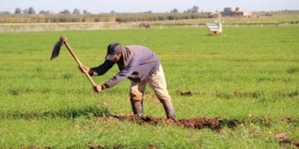 agriculteurs maroc 17 660x330 1 - Sécurité alimentaire : une priorité stratégique pour le Maroc