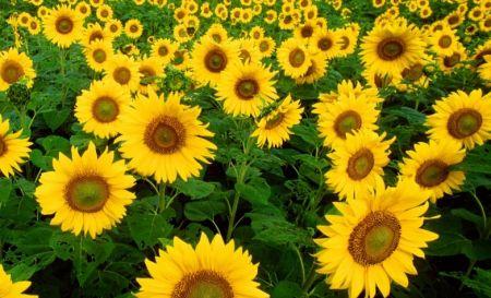 3009 91971 maroc la filiere oleagineux veut cultiver 80 000 hectares de colza et de tournesol d ici 2030 M - Maroc : la filière oléagineux veut cultiver 80 000 hectares de colza et de tournesol d’ici 2030