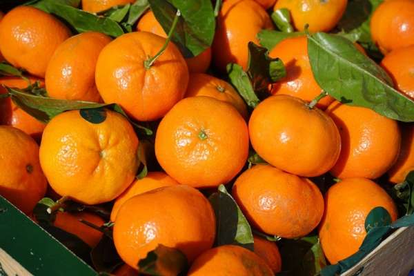 agrumes - Agrumes marocains : Une saison prometteuse à l'horizon