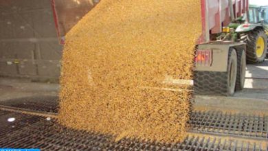 Blé tendre: le Maroc importera 2 millions de tonnes pour renforcer ses stocks collecte ble1 504x297 1 390x220 - Blé tendre: le Maroc importera 2 millions de tonnes pour renforcer ses stocks