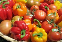 tomate poivron les stars rouges de nos recettes d ete 220x150 - Souss-Massa : les pluies ralentissent la récolte de poivrons sans affecter la production