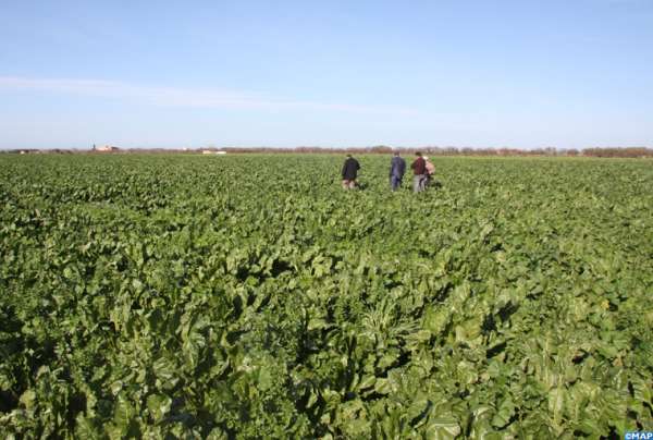 betterave agriculture - Financement de 250 millions de dollars de la Banque mondiale pour l’agriculture marocaine face au climat