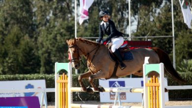 “Le cheval, trésor du Maroc”, Une ode livresque au patrimoine équin marocain equitation cheval equestre 390x220 - “Le cheval, trésor du Maroc”, Une ode livresque au patrimoine équin marocain