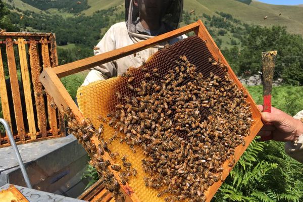 miel abeilles - Vers le lancement d’une opération d’identification des ruches d’abeilles