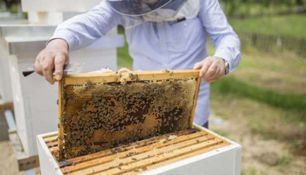 Apiculture 750x430 1 - Apiculture: La production nationale de miel atteint 7.500 tonnes en 2021