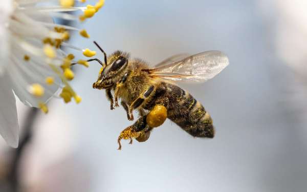 abeille - Disparition des abeilles: L'ONSSA écarte la piste de la maladie