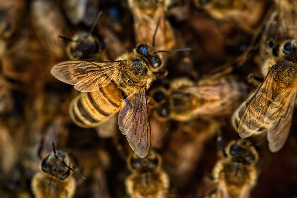 abeilles - Abeilles: l’effondrement à cause des facteurs climatiques