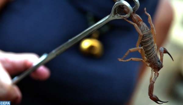 scorpion - Venin de scorpion, révolution scientifique à la faveur d’une invention marocaine