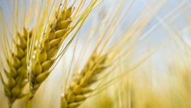 ble 390x220 - Situation des stocks: Mohamed Sadiki tient à rassurer