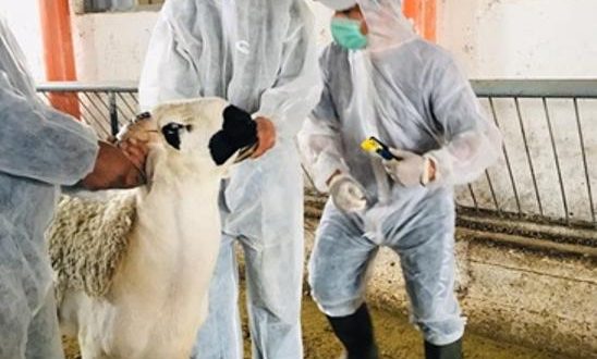 mouton - Aïd AI-Adha 1443 (2022) : L’ONSSA lance l’opération d’identification des ovins et des caprins