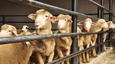 aid el kebir 1 390x220 - E-commerce d’ovins et de caprins : L’ubérisation de l’Aïd Al Adha