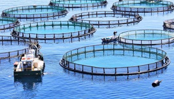 acquaculture - ANDA: accompagnement de l’installation de 290 projets aquacoles en 2021