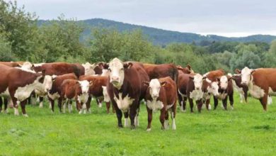 bovin 390x220 - Le Maroc mise sur l’élevage pour renforcer sa souveraineté alimentaire