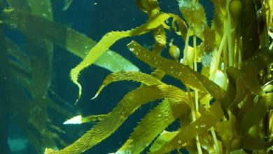 algues marines 1 390x220 - L'eau est 10 fois moins polluée que les algues marines selon une étude récente
