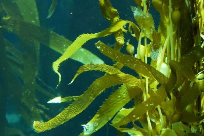 algues marines 1 - L'eau est 10 fois moins polluée que les algues marines selon une étude récente