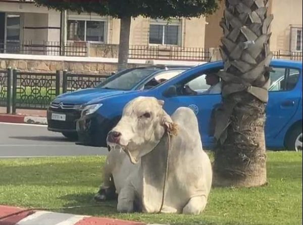 bovin bresilien rabat 600x446 - Boycott: Les bouchers de Rabat se mobilisent contre l'importation de bovins brésiliens