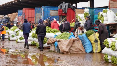 Casablanca: un marché de gros nouvelle génération en projet marche de gros des fruits et legumes01275 1676463249 390x220 - Casablanca: un marché de gros nouvelle génération en projet
