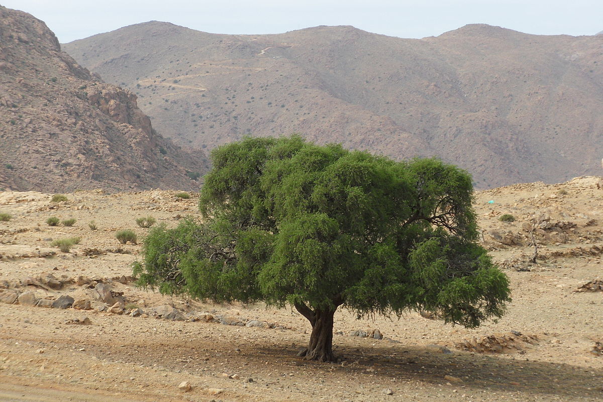 1200px Argan tree Tighrassen Tarsouat Amanouz Tafraout - Célébration de la Journée Internationale de l'Arganier par le Maroc et les Nations Unies le 10 mai à New York