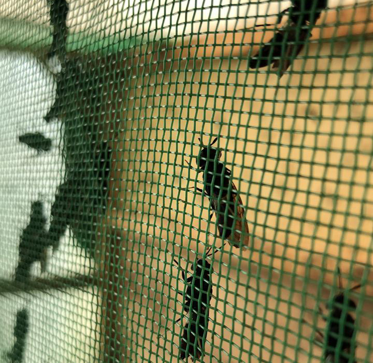Les insectes au service de la durabilite avec IZIproteine  - Les insectes au service de la durabilité avec IZIprotéine !