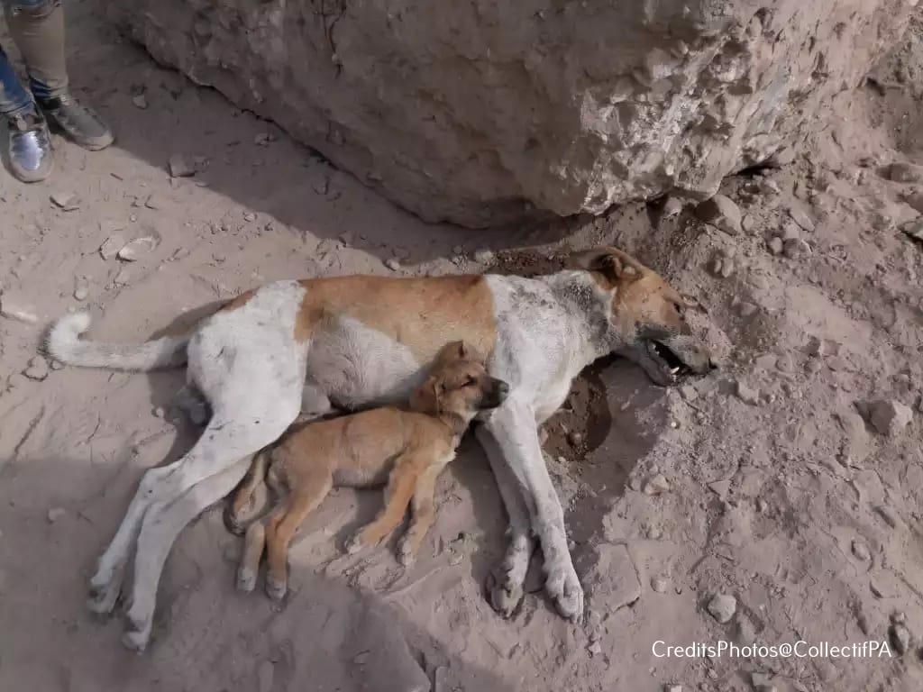 PHOTO 2 2 - Le collectif des associations de protection animale au Maroc publie une déclaration conjointe concernant la protection des animaux