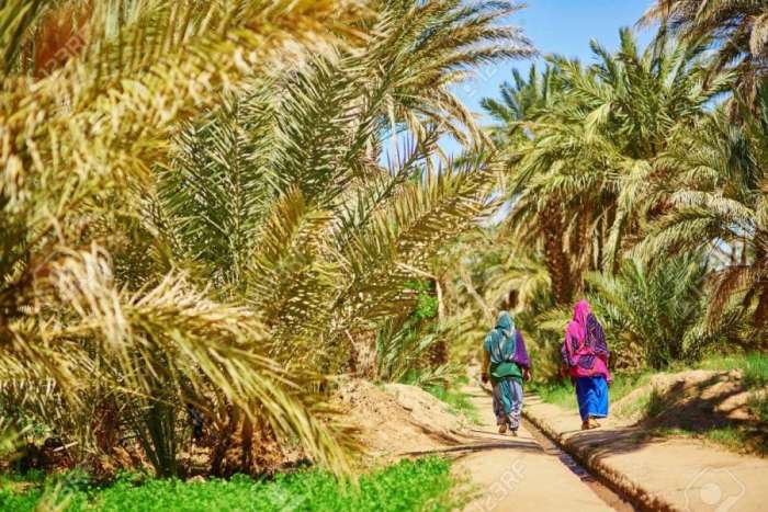 Palmier 900x600 1 - Ouarzazate : Franc succès du 1er Congrès international des oasis et du palmier dattier
