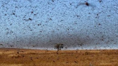 invasion criquet tata 390x220 - Des avions pour faire face à une invasion de criquets à Tata