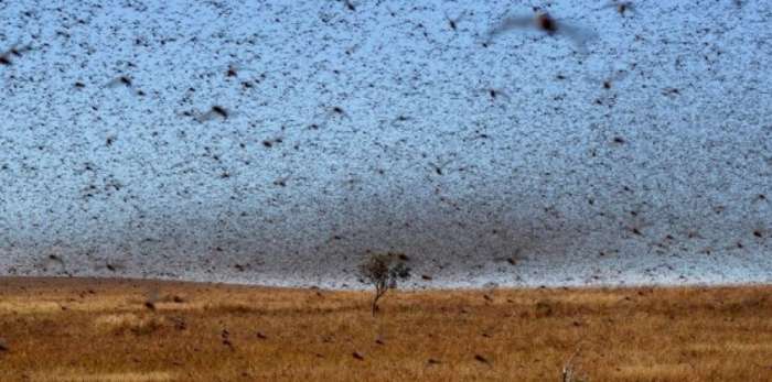 invasion criquet tata - Des avions pour faire face à une invasion de criquets à Tata