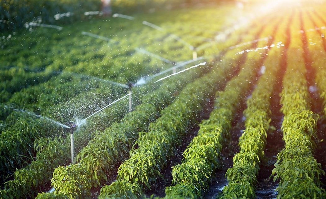 irrigation new 1050x641 1 - Interview avec Mimoun Chikhi, Directeur des Opérations et de l'Innovation chez Arwa Solutions sur l'irrigation intelligente