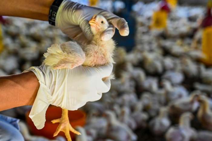 grippe aviaire - Risque de transmission de la grippe aviaire aux humains selon l'OMS