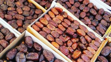 Datte t 390x220 - Palmier dattier : le retour des pluies redonne espoir à la marche vers l’autosuffisance