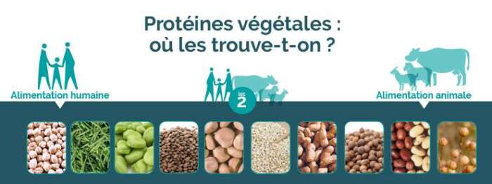 alim poteine - La consommation de protéines végétales par les humains a diminué de 1,8% en 2022.