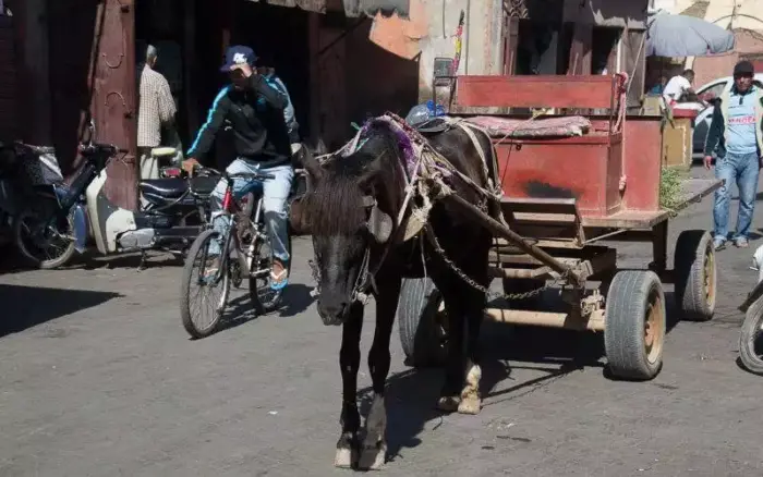 chariot casablanca - Casablanca : la Mairie part en guerre entre les charrettes à traction