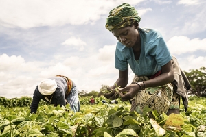 medium 1 WEBPhoto FAO - OCP et la BM s’allient au service de la sécurité alimentaire