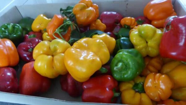 poivre 600x338 - Le Maroc conquiert le marché Allemand avec ses exportations de poivrons doux