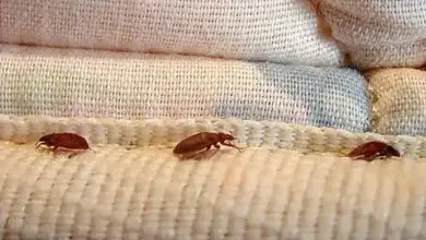 punaise de lit 390x220 - Le Maroc renforce sa riposte contre les punaises de lit