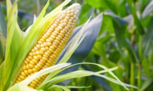 maiis 300x180 - maiis