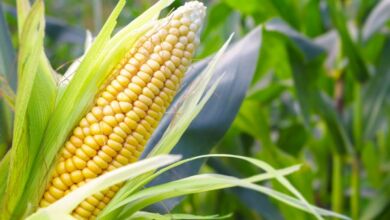 maiis 390x220 - Les avantages du maïs pour la santé sont significatifs