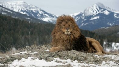 lion de latlas 390x220 - Apparition d'un animal sauvage : Pas de Lion de l'Atlas à Khénifra et Oulmes