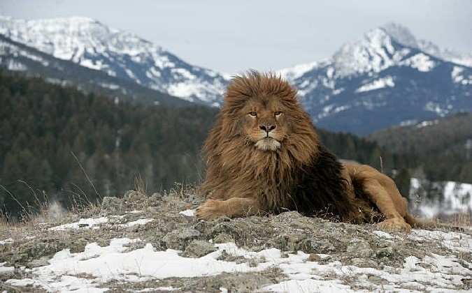 lion de latlas - Apparition d'un animal sauvage : Pas de Lion de l'Atlas à Khénifra et Oulmes
