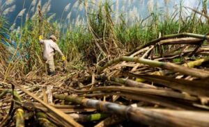campagne sucriere 300x183 - campagne sucri&egrave;re