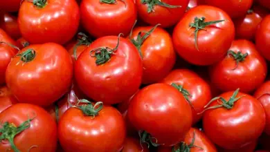 tomates 390x220 - Tomates marocaines : des prix en serre multipliés par deux en une décennie