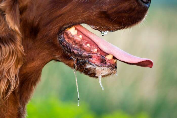 chien enrage - Casablanca: les chiens et chats enragés envahissent la métropole!