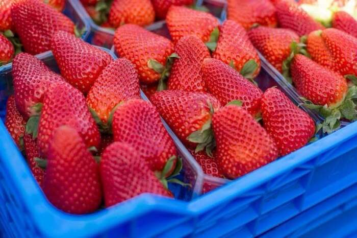 fraises - Fraises: le Maroc dans le Top 10 des producteurs mondiaux